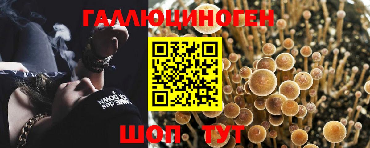 Псилоцибиновые грибы Cubensis Усть-Кут